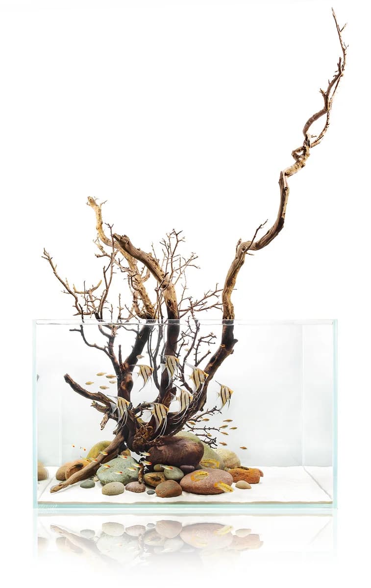 Driftwood and natural stone arranged in a clear Ultum Nature Systems rimless aquarium